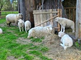 Místní stádo oveček