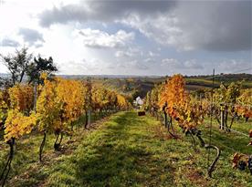 Vinohrad na podzim