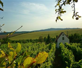 Chata Ve vinohradě U Frantika - Bukovany - Ubytování chaty Slovácko